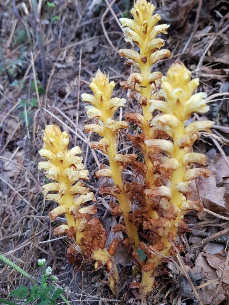 Rafio a fiori gialli 10
