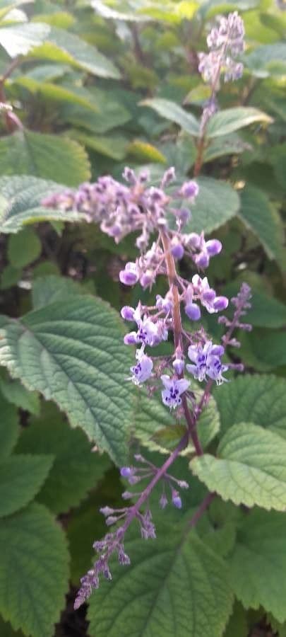 Plectranthus 2