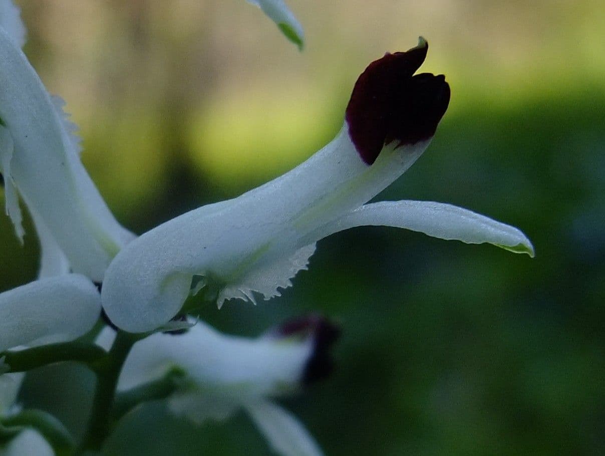 Fumaria bicolore 3