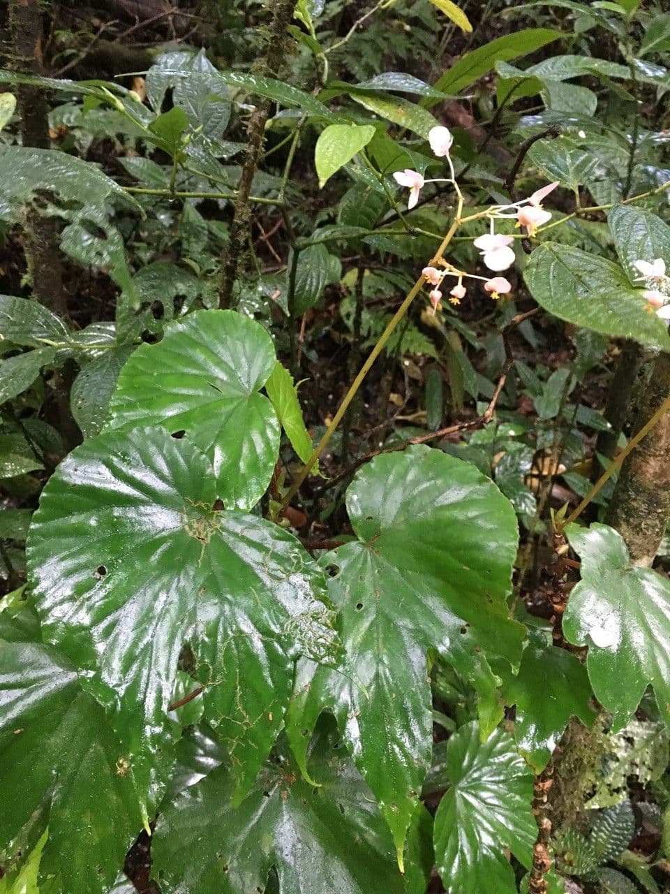 Begonia 14
