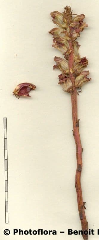 Orobanche del ginestrone 27