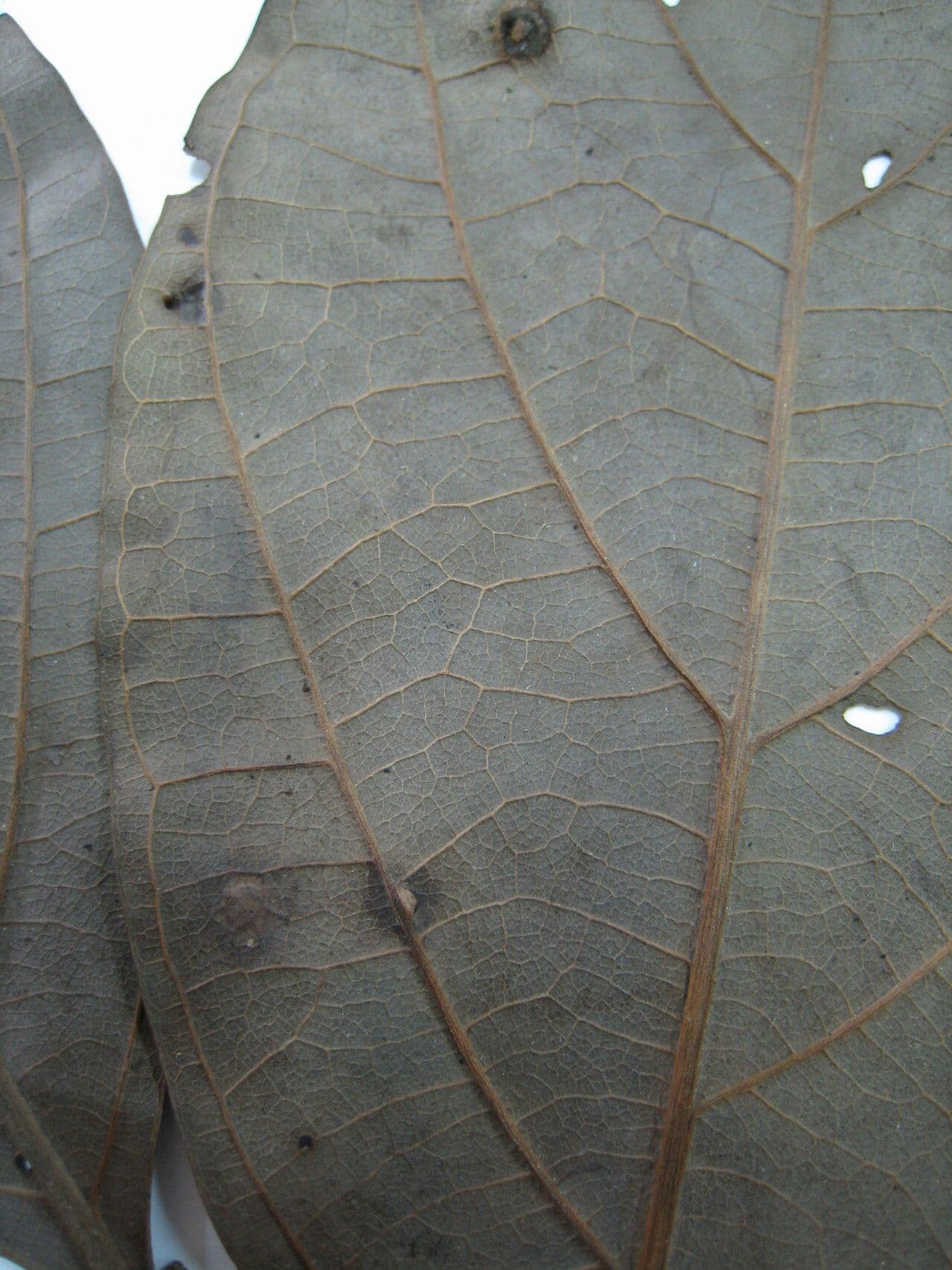 Ocotea 7