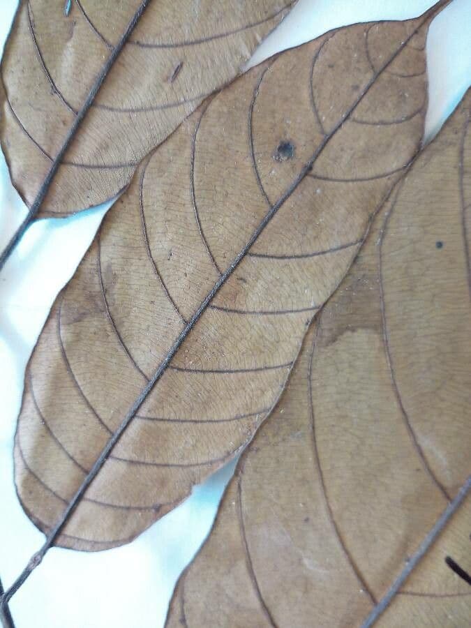 Emmotum 6