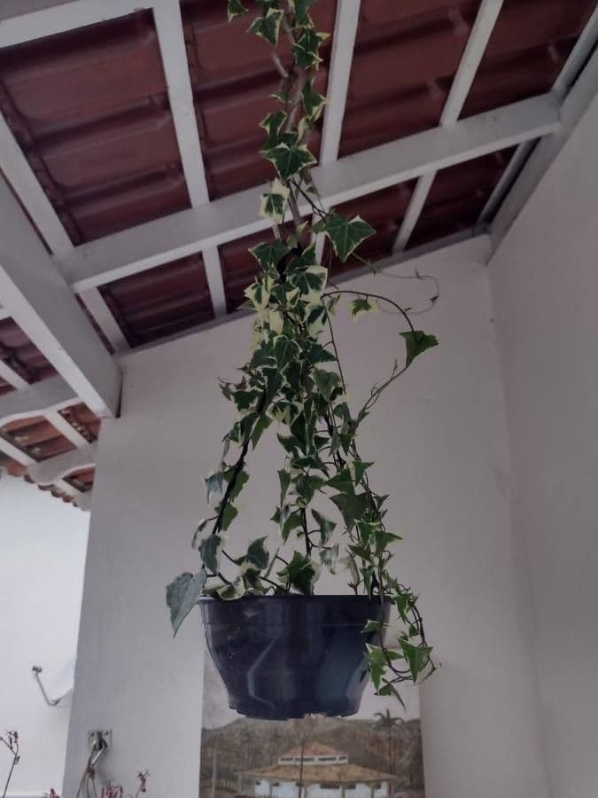 Senecio 9