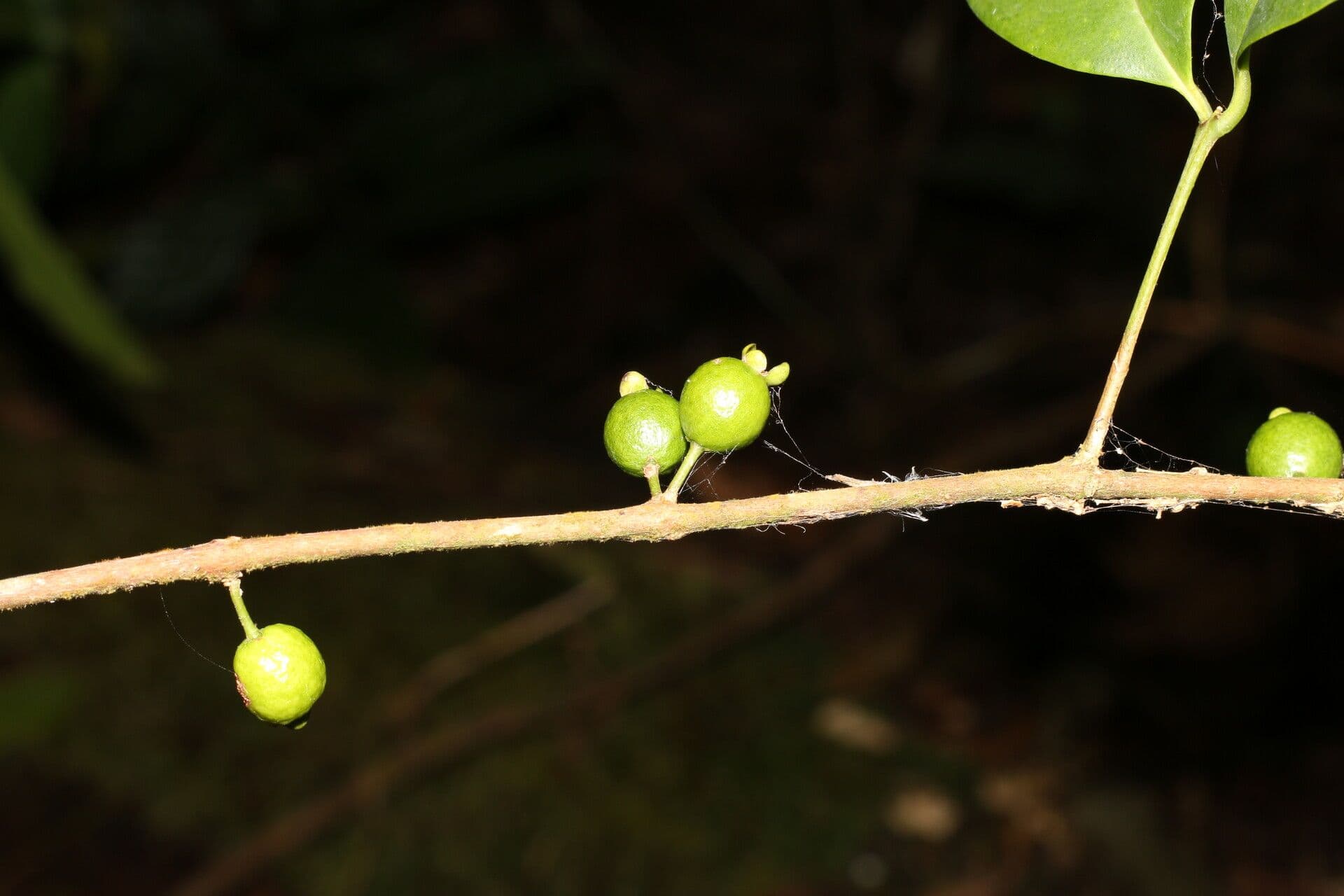 Eugenia 5