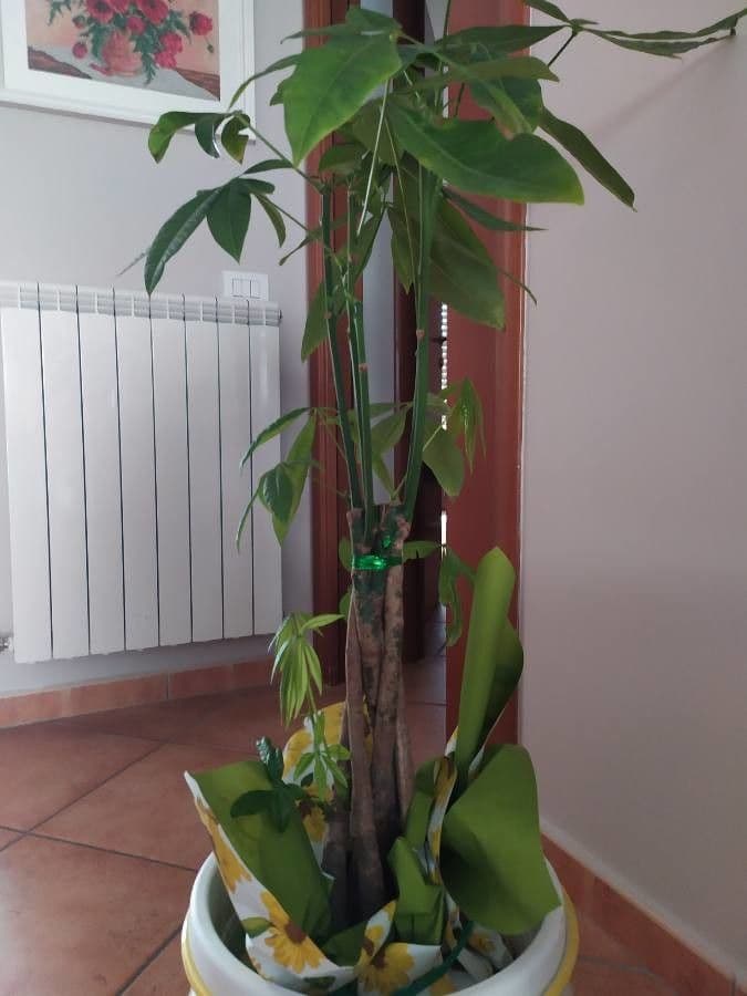 Pachira glabra 12