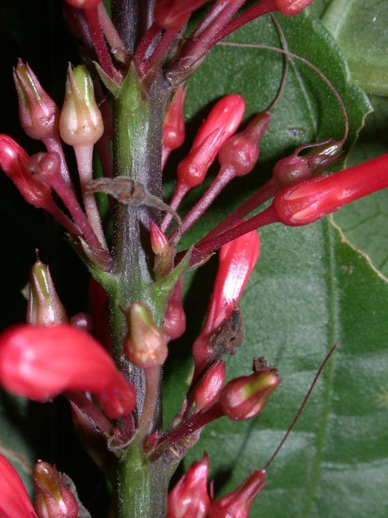 Odontonema tubaeforme 2