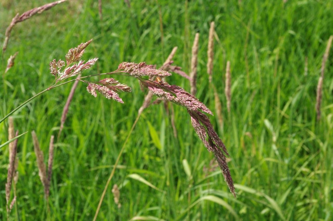 Scagliola arundinacea 30