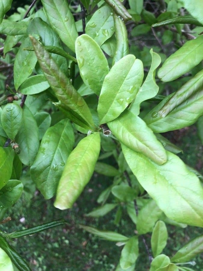 Magnolia stellata 19