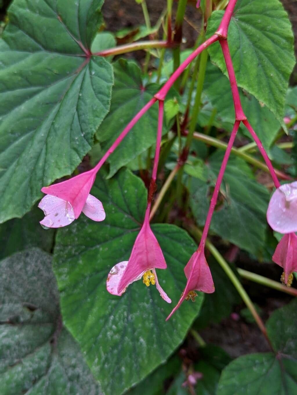 Begonia