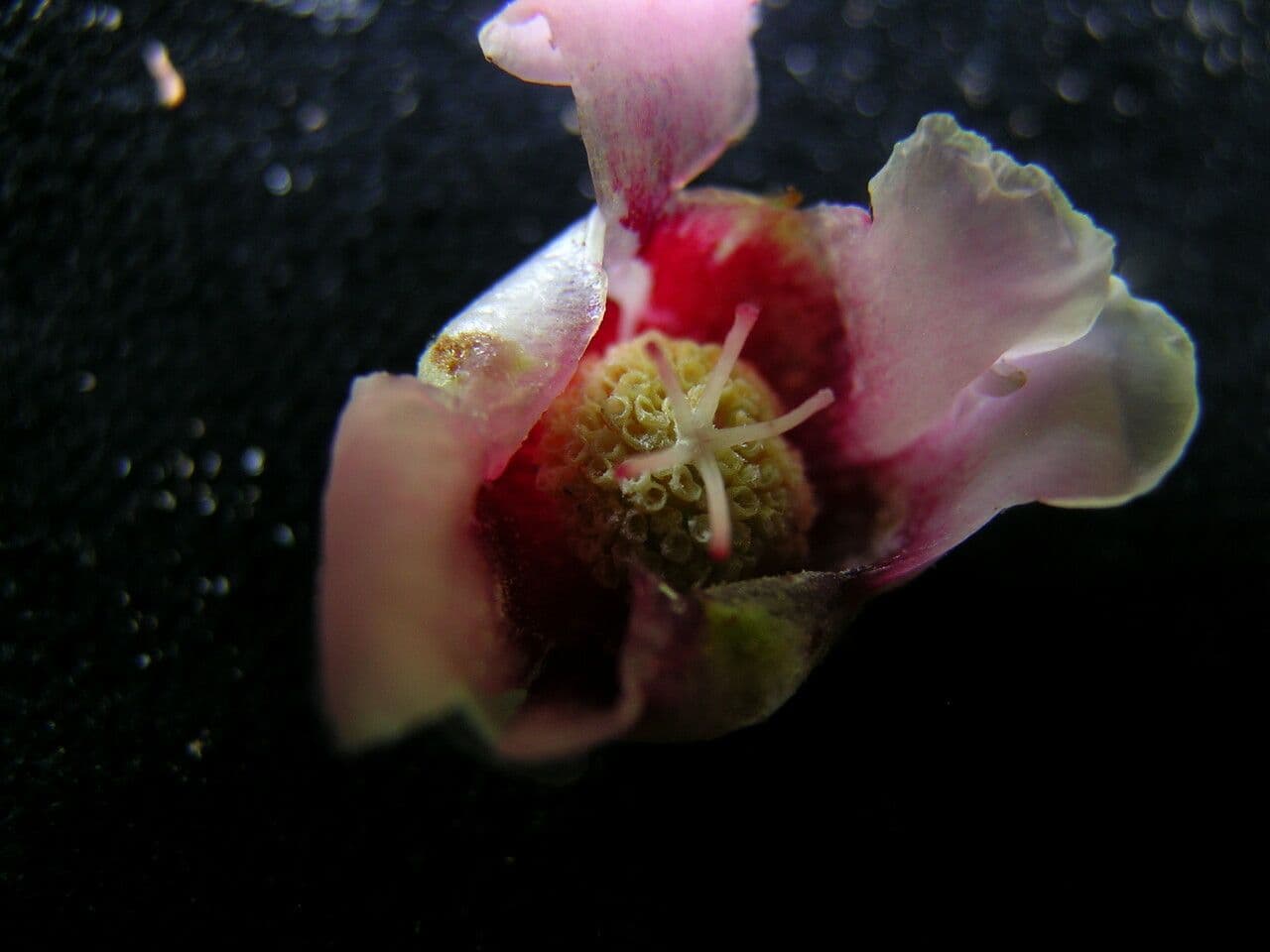 Saurauia