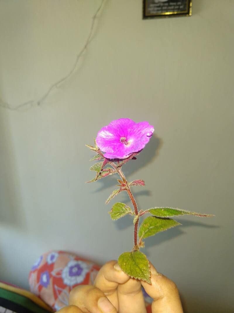 Schöne Achimenes 11