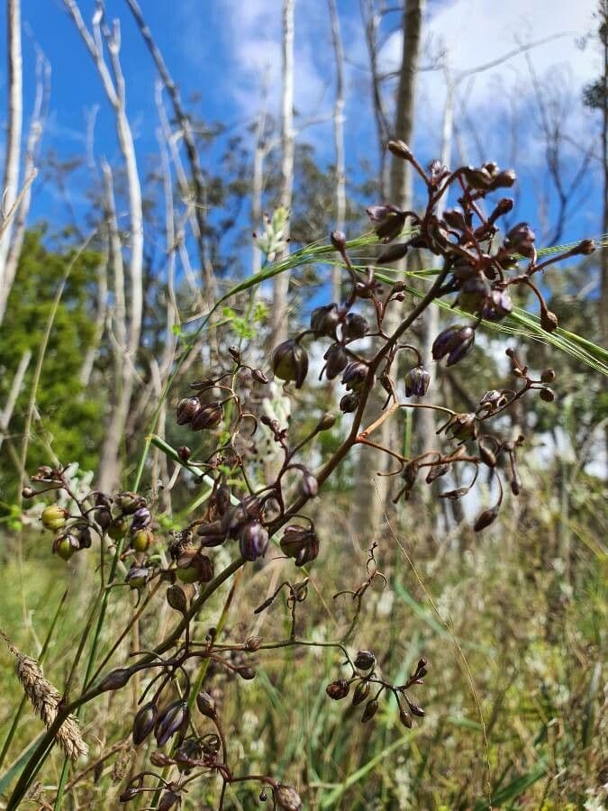 Dianella