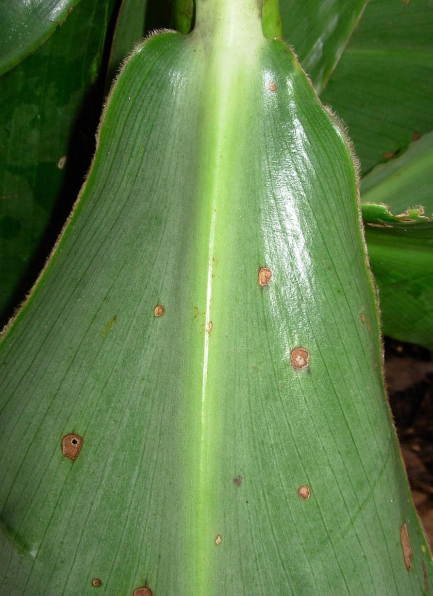 Costus 11