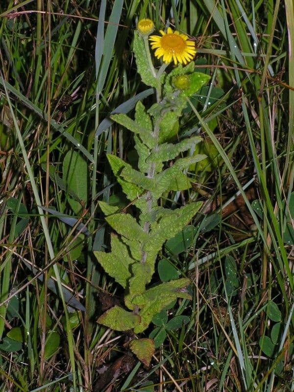 Pulicaria dysenterica 9