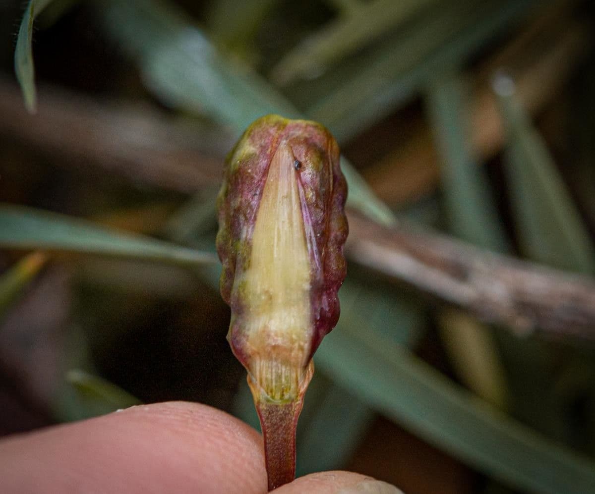 Romulea 4