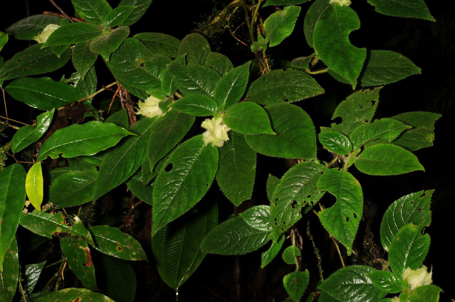 Drymonia pelosa 13