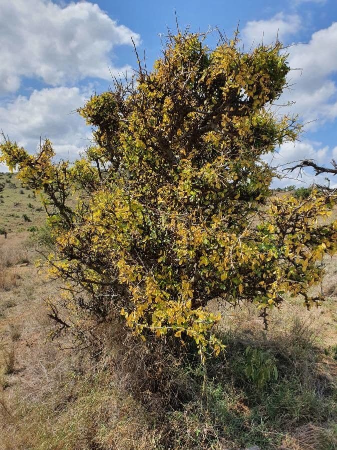Commiphora 8