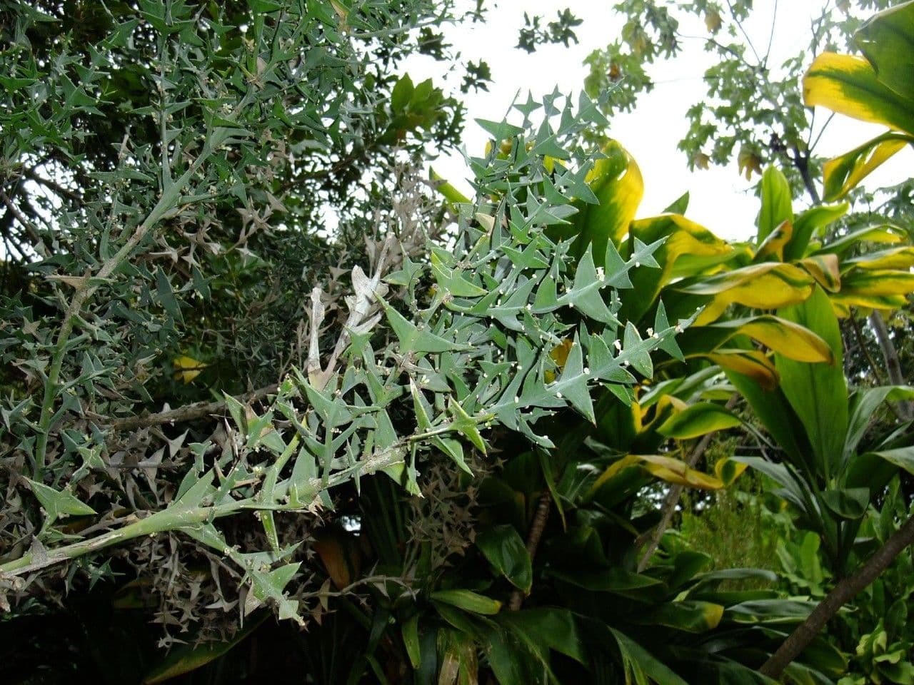 Colletia 10