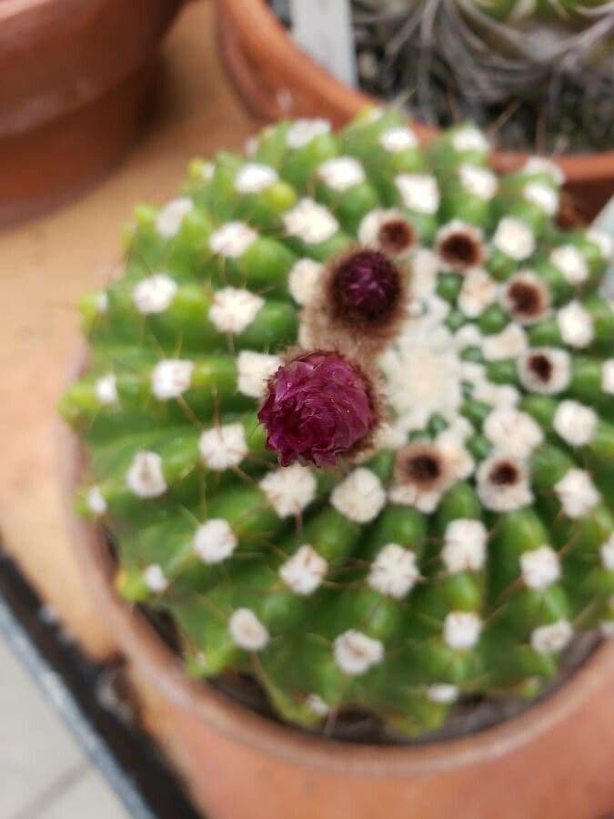 Parodia