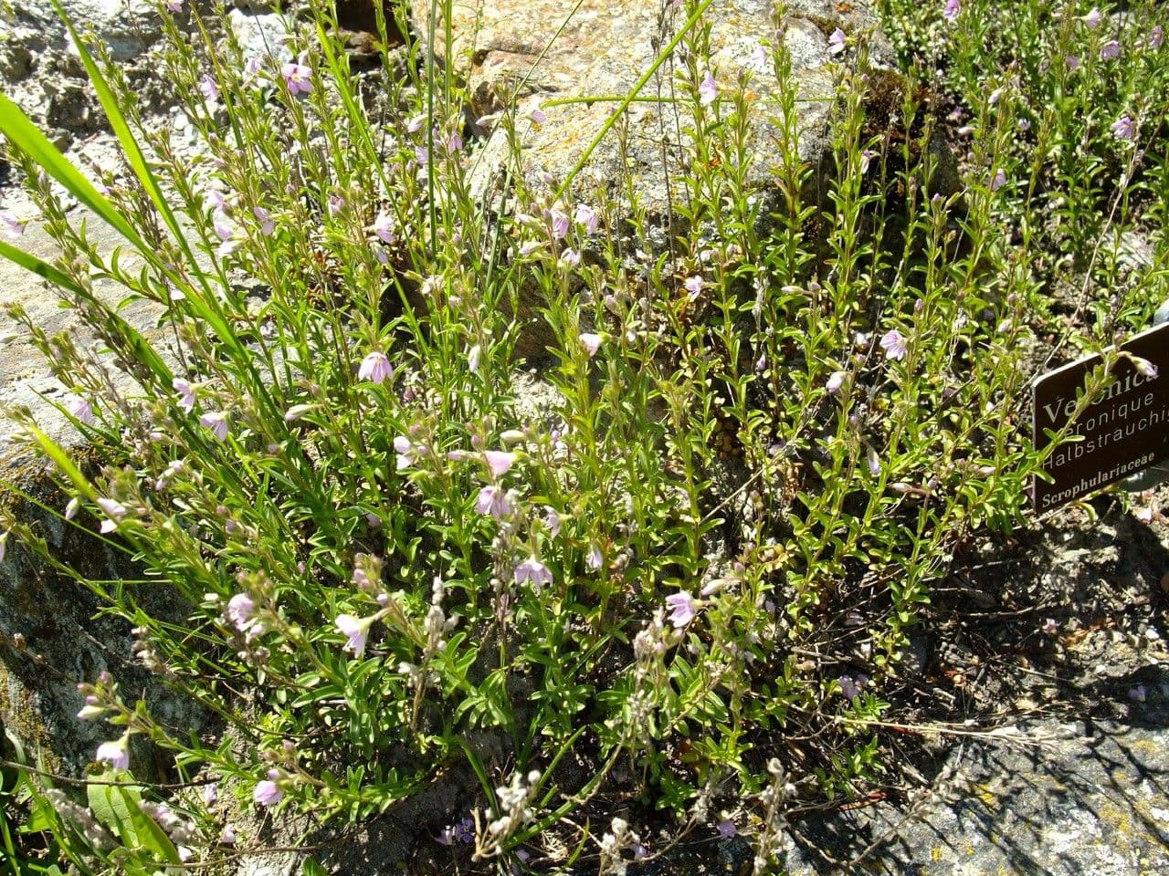 Veronica fruticulosa 13