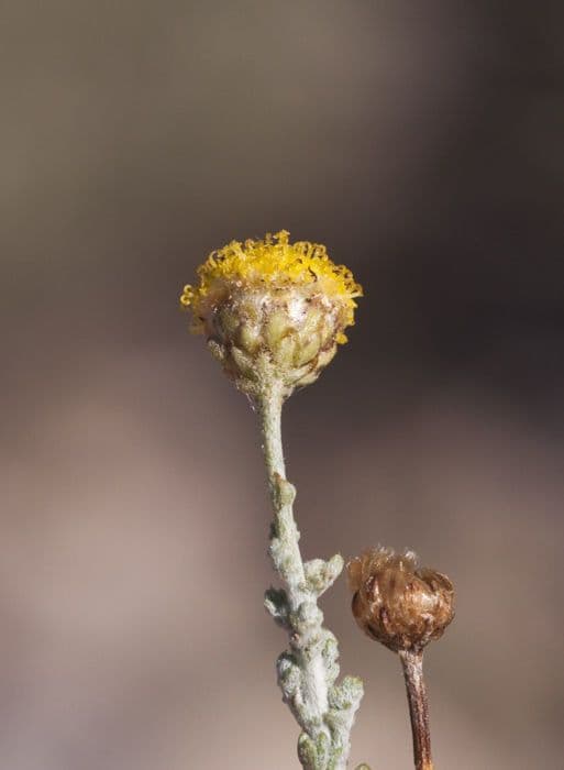 Pentzia grigia 3