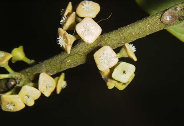 Siparuna pauciflora