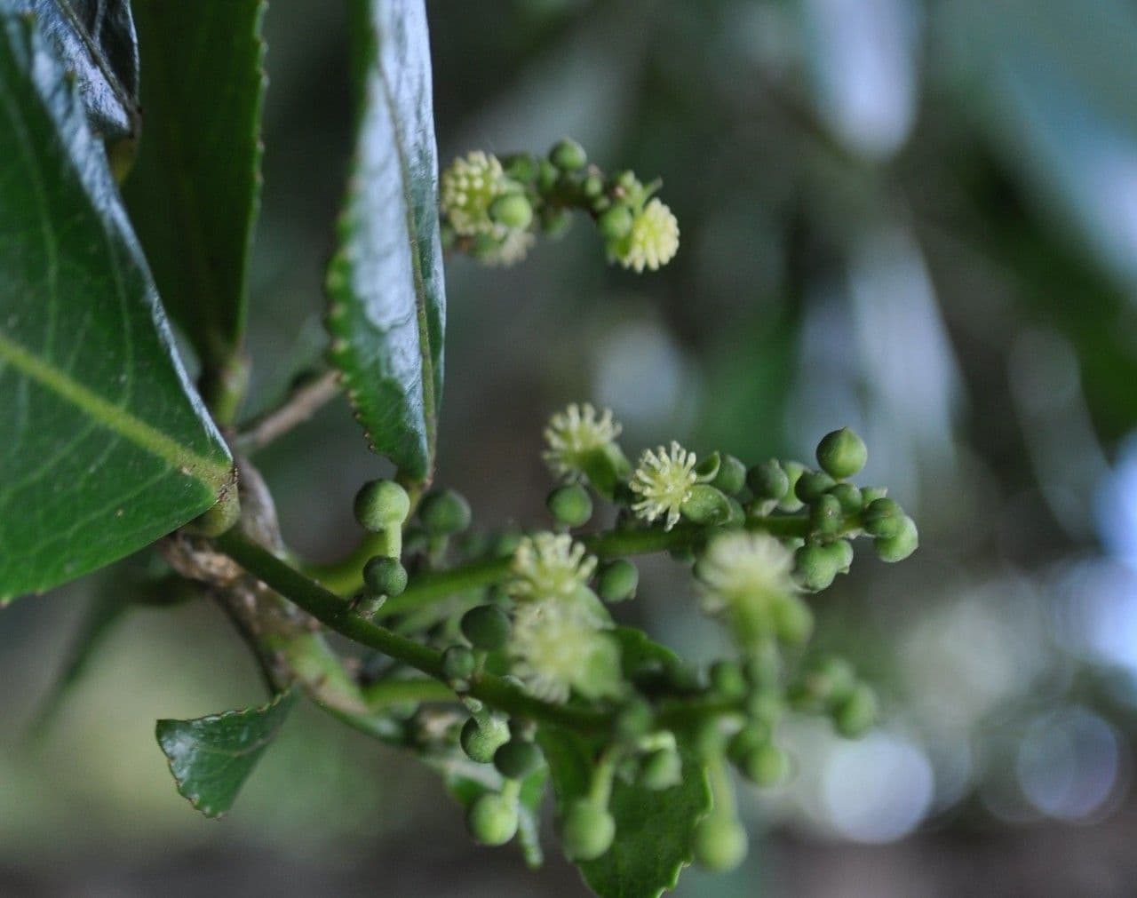 Claoxylon 6