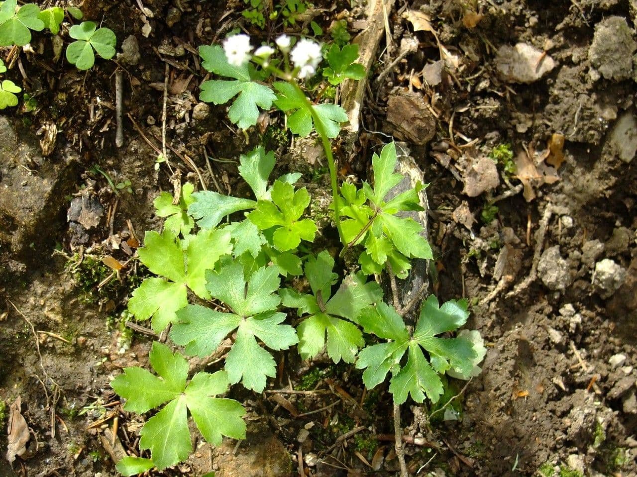 Sanikula 10