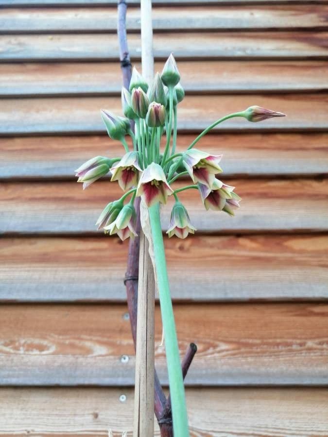 Ail de Sicile 10