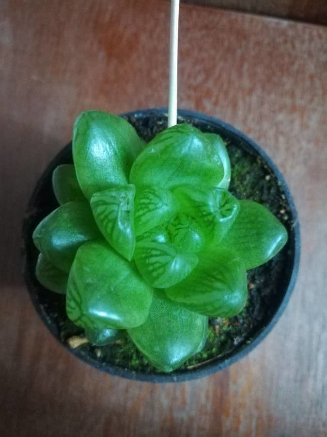 Hawortia Coopera 9