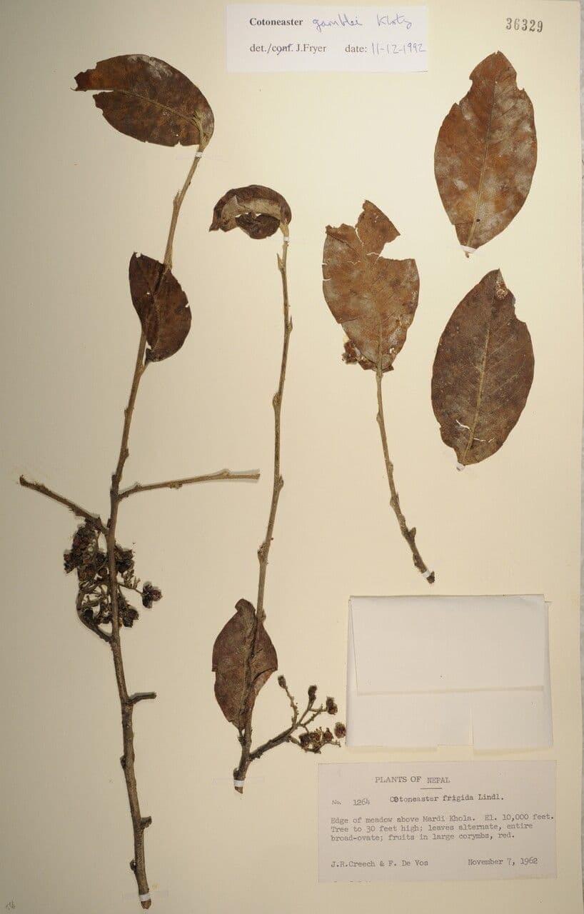 Cotoneaster 26
