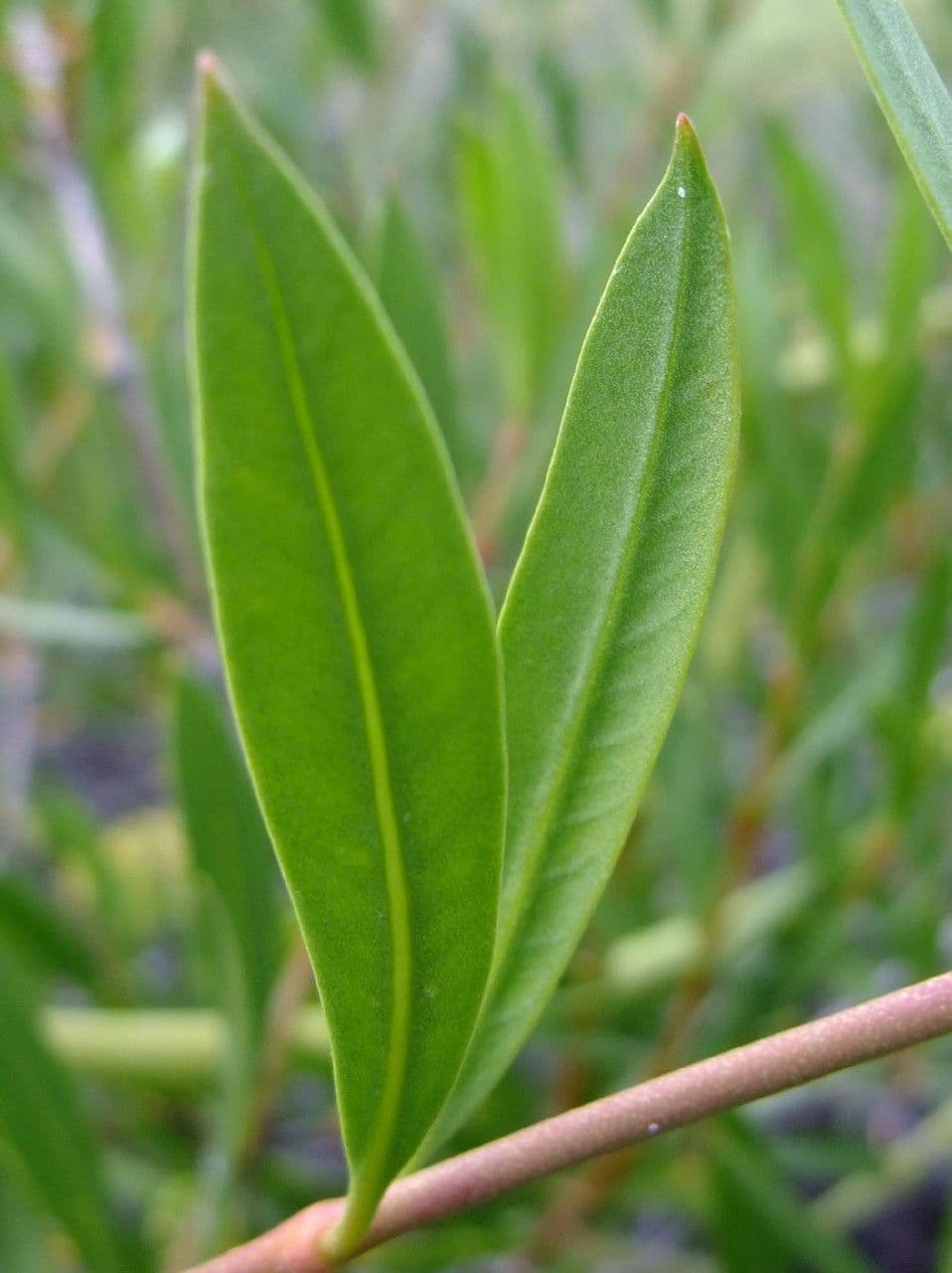 Periploca laevigata 17