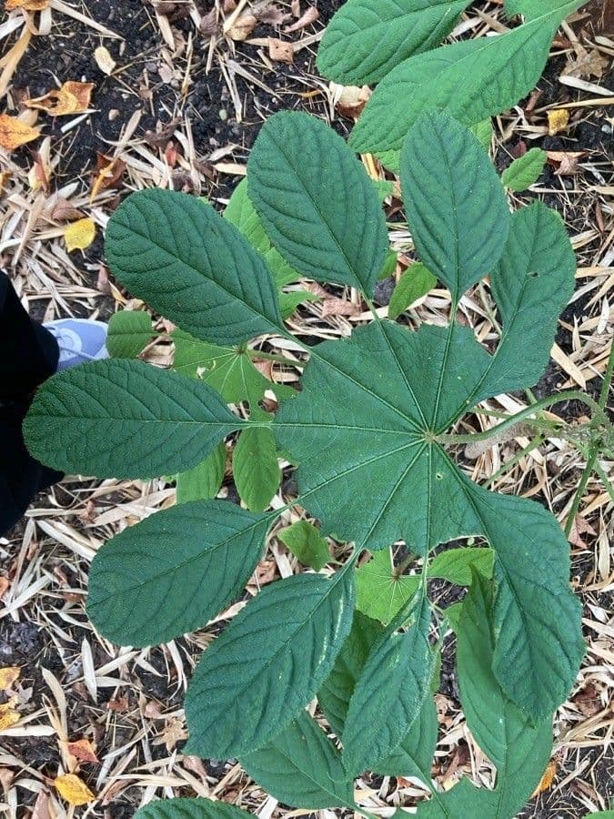 Brassaiopsis 7