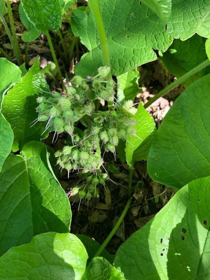 Trachystemon d'Orient