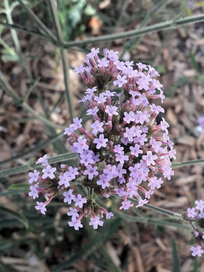 Verbena di Buenos Aires 9