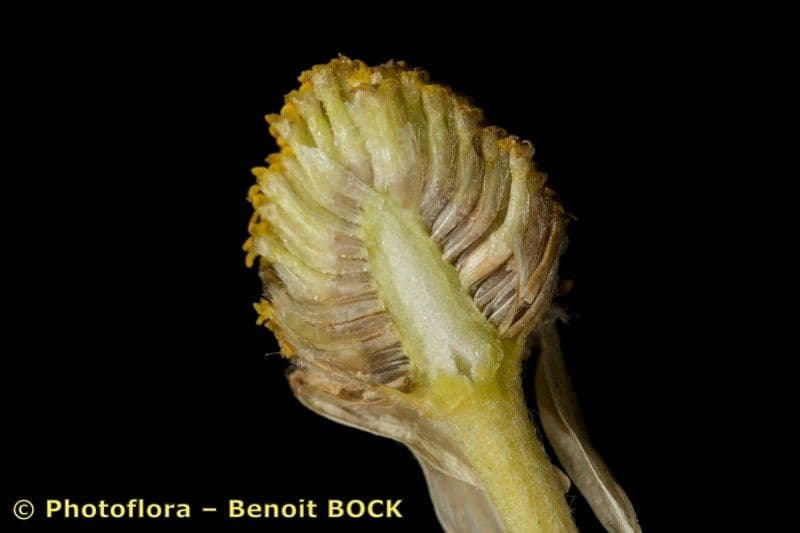Camomilla romana 2