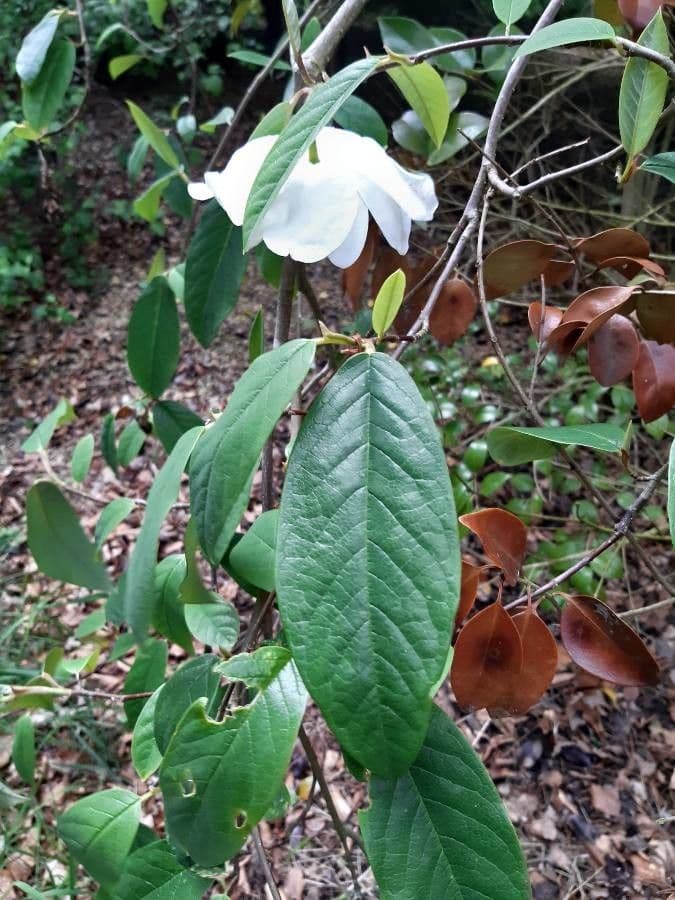 Magnolia 15