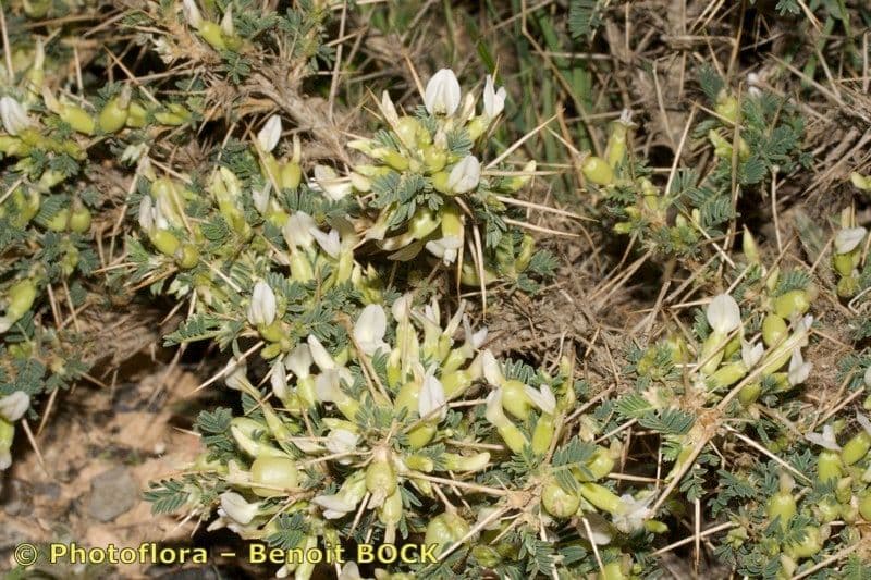 Astragalo 12