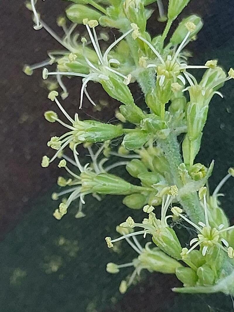 Silene 2
