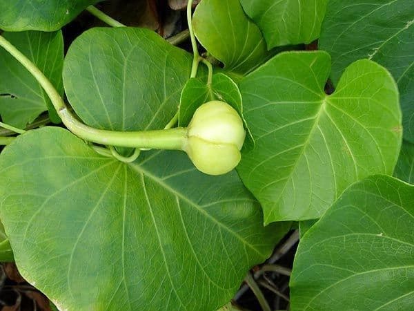 Ipomoea violacea 9