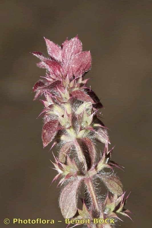 Berg-Gottesgnadenkraut 4