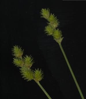 Carex normal 3