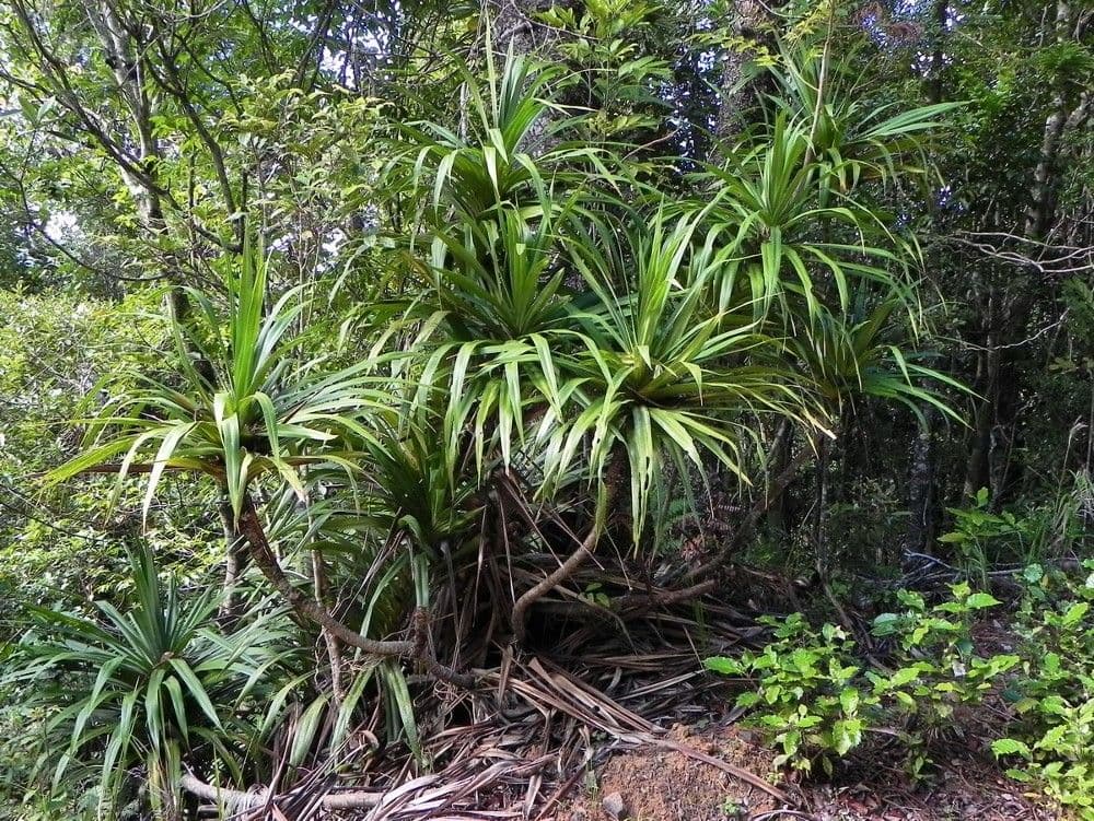 Freycinetia 11