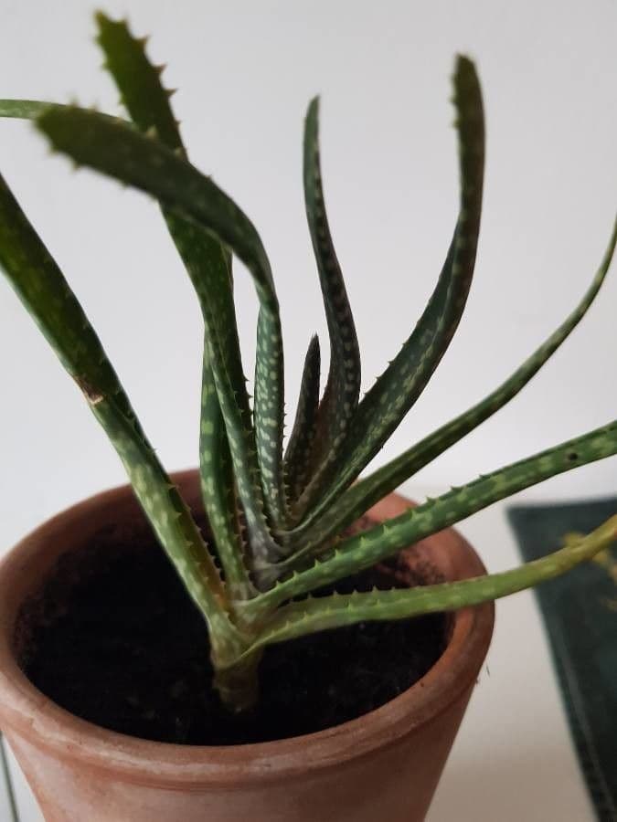 Echte Aloe 7