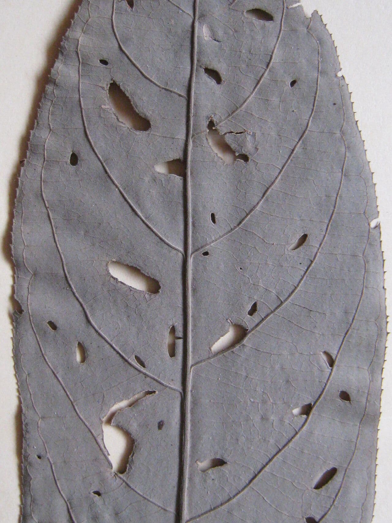 Casearia 21