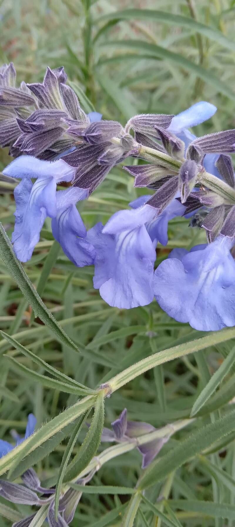 Salvia azurea