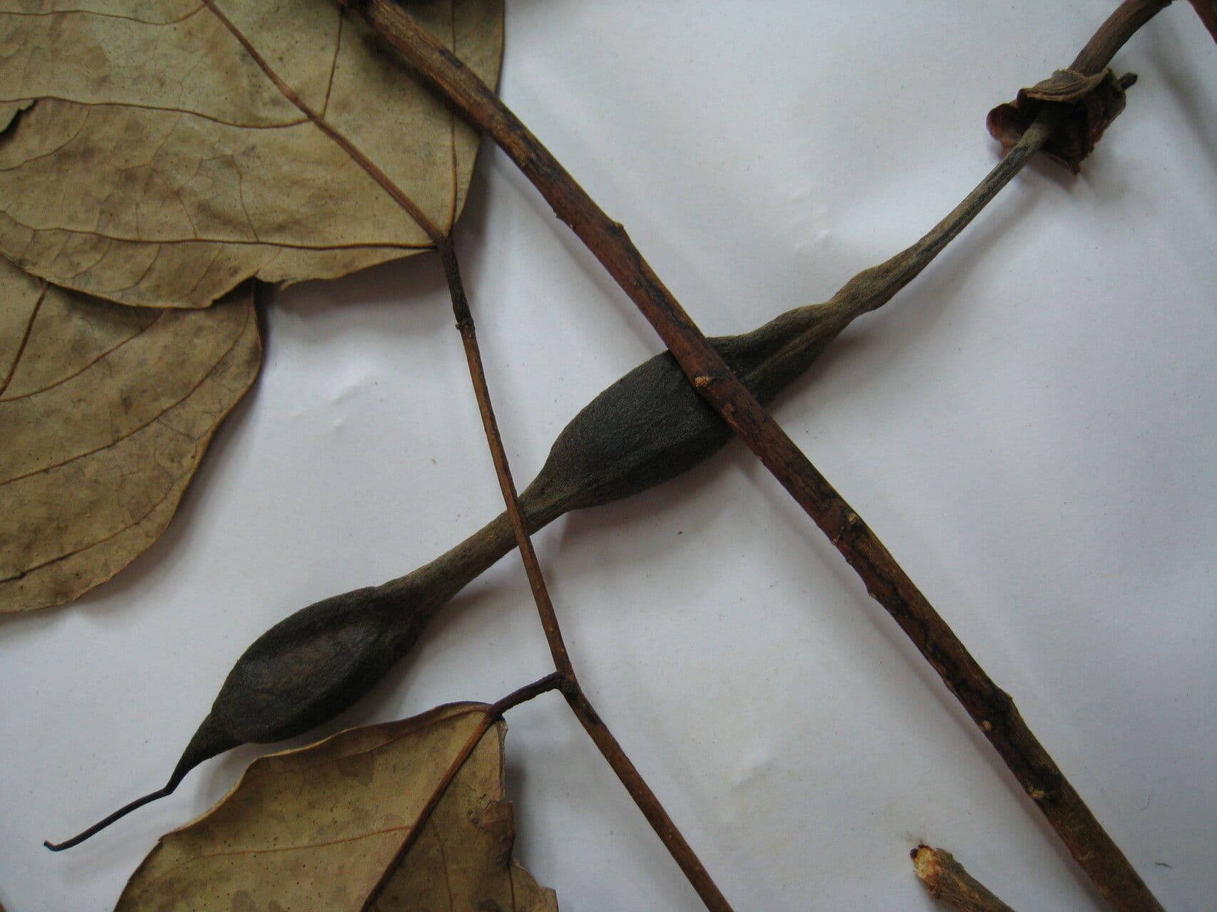 Erythrina bruna 26