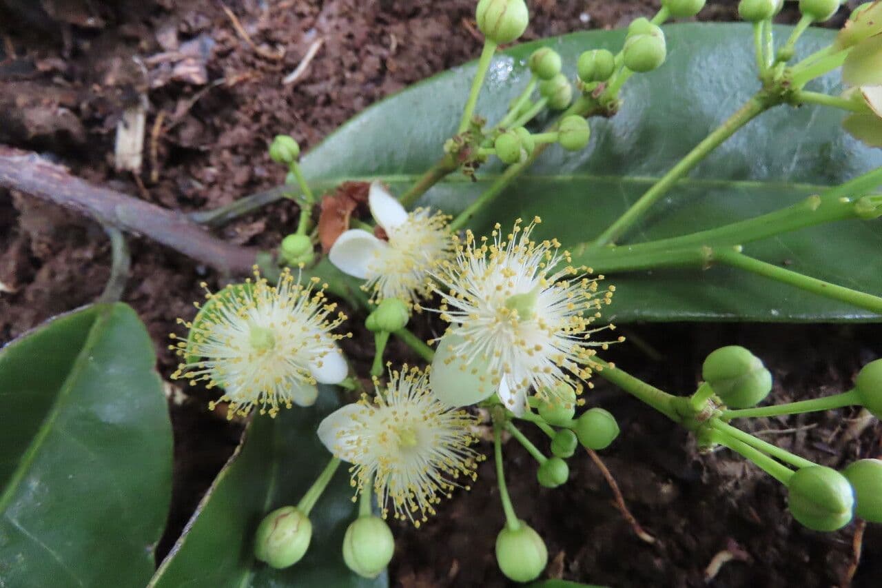 Casearia 6
