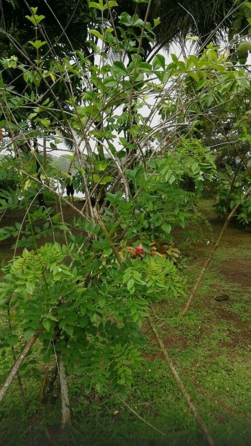 Allamanda viola 14
